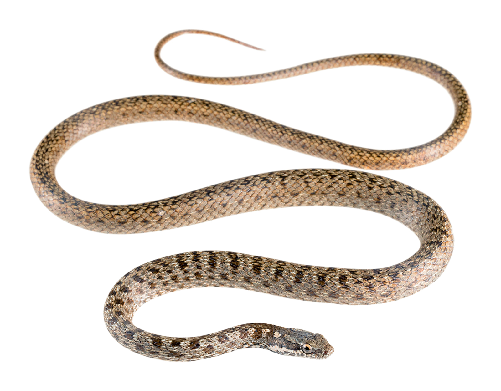 Eastern Galápagos Racer (Pseudalsophis biserialis)