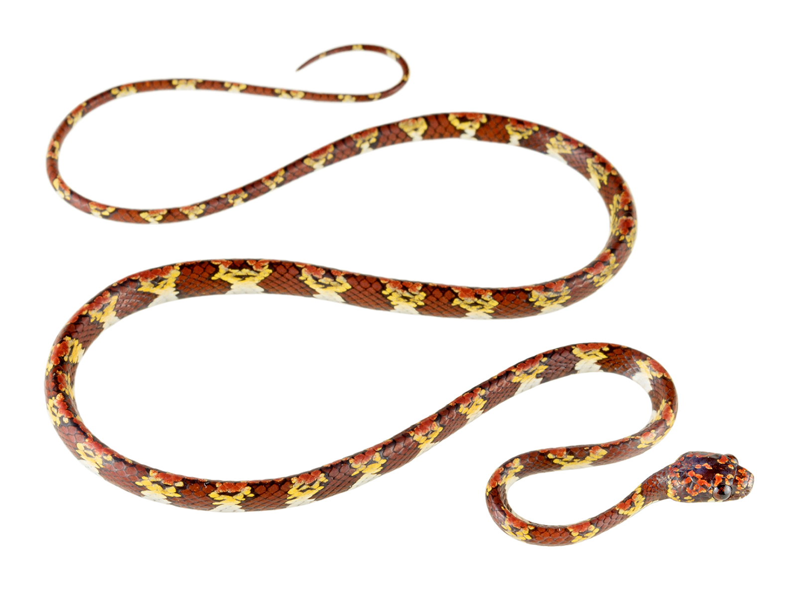 Adult male Sibon annulatus