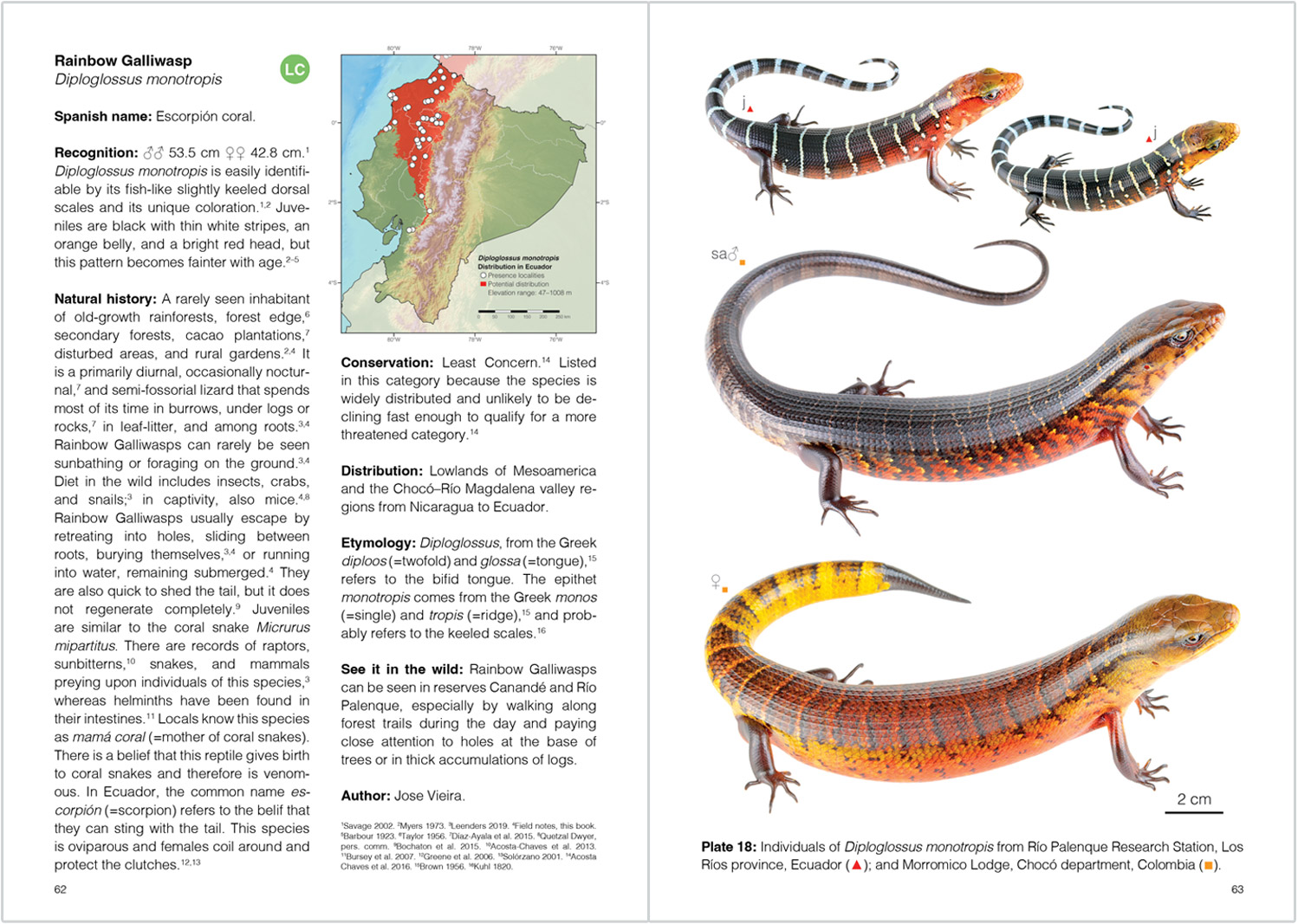 Sample pages of the upcoming Reptiles of Ecuador book