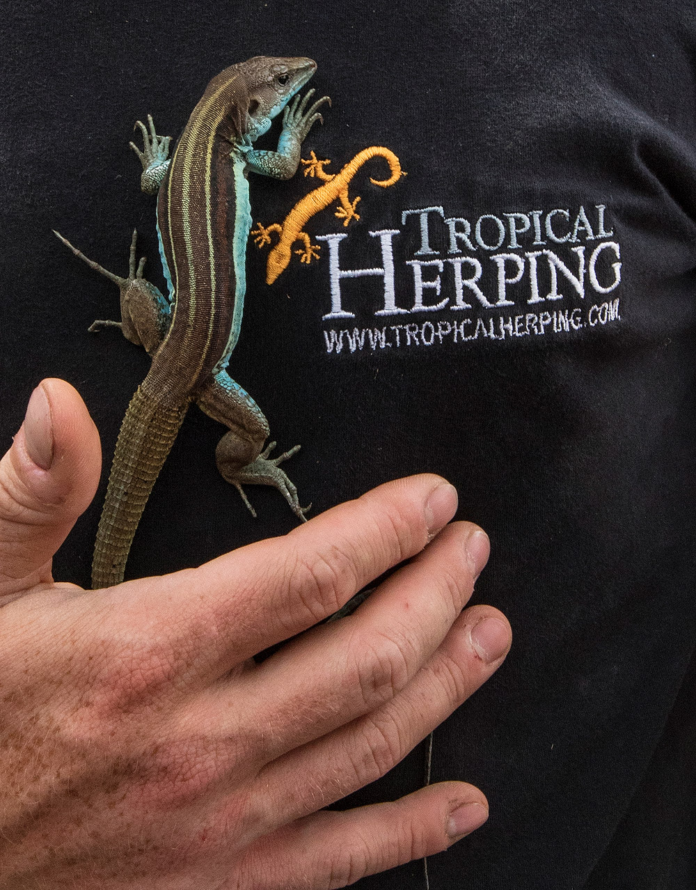 An Orcés’ Blue Whiptail held besides the logo of Tropical Herping
