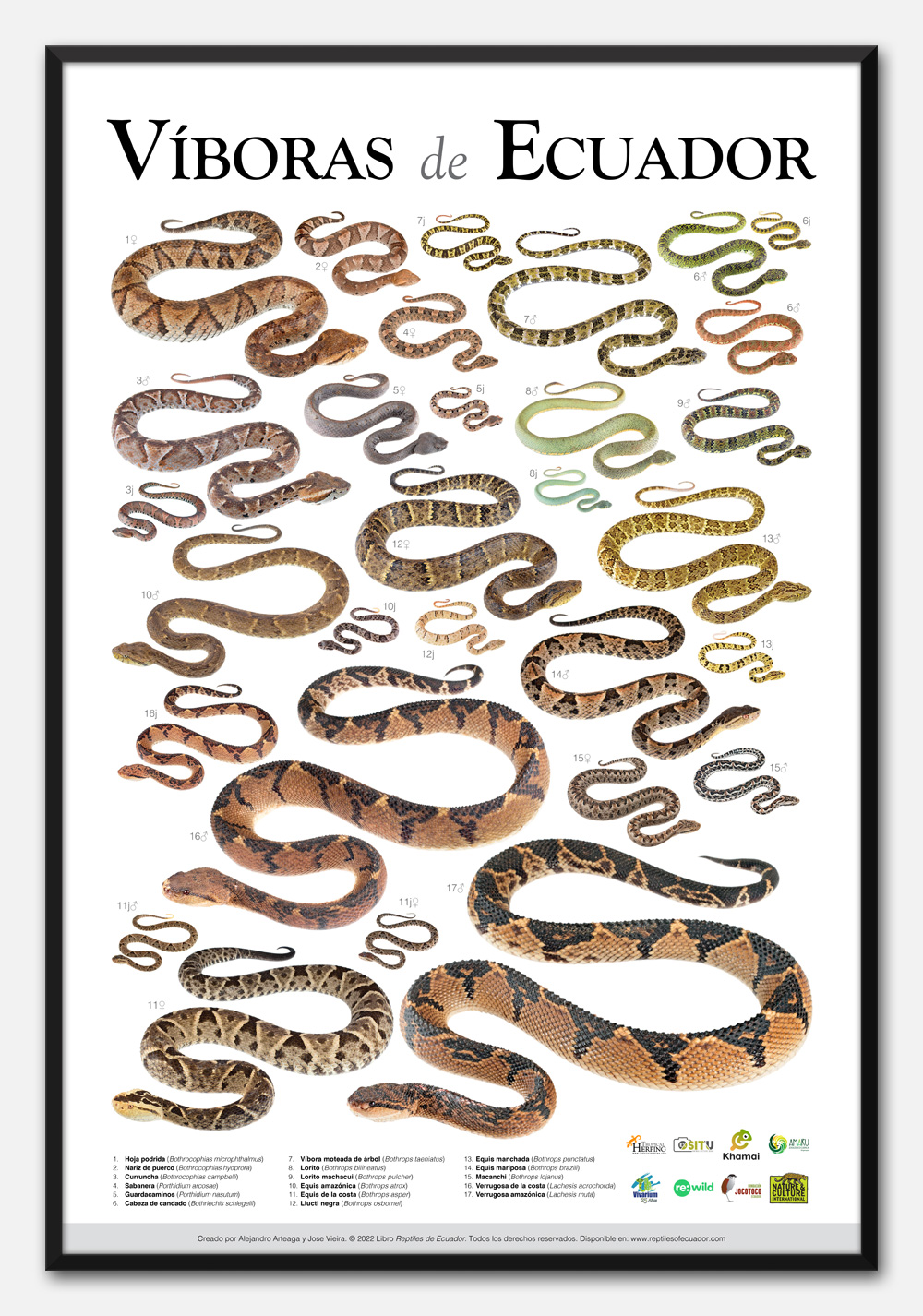 Víboras de Ecuador framed poster