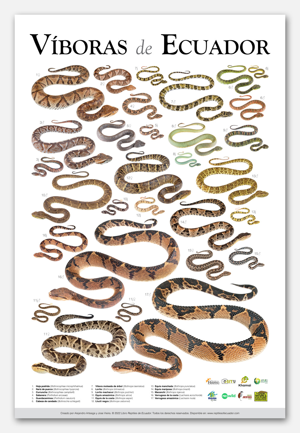Víboras de Ecuador poster