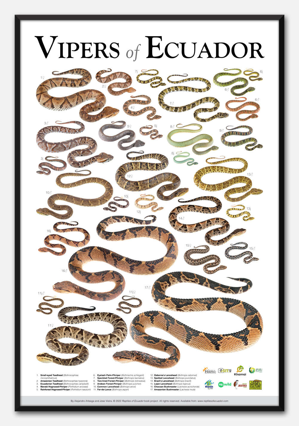 Vipers of Ecuador poster