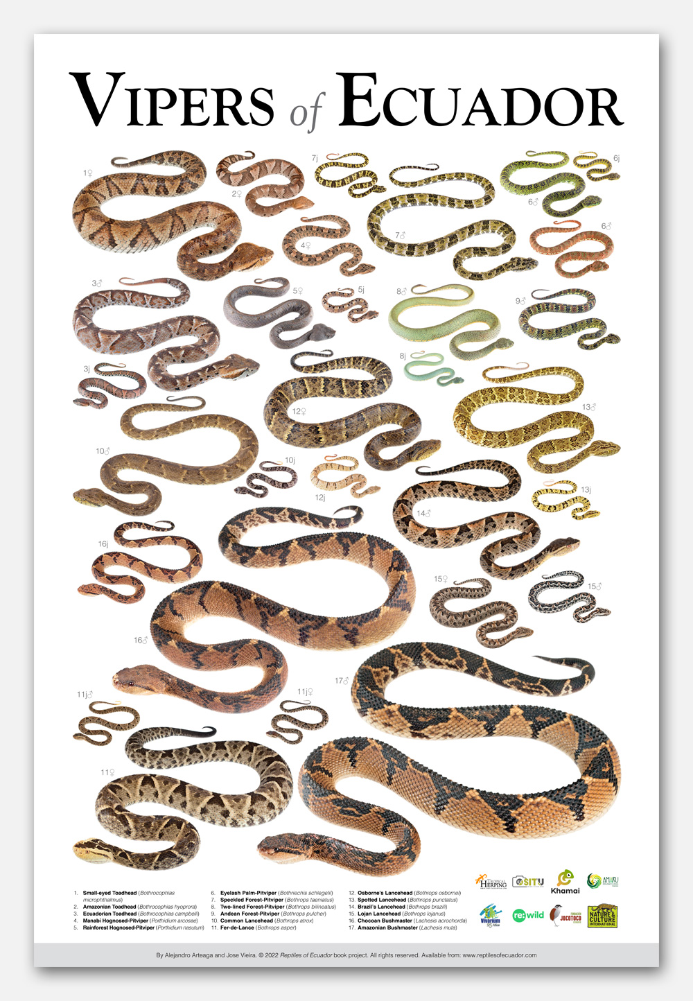 Vipers of Ecuador poster