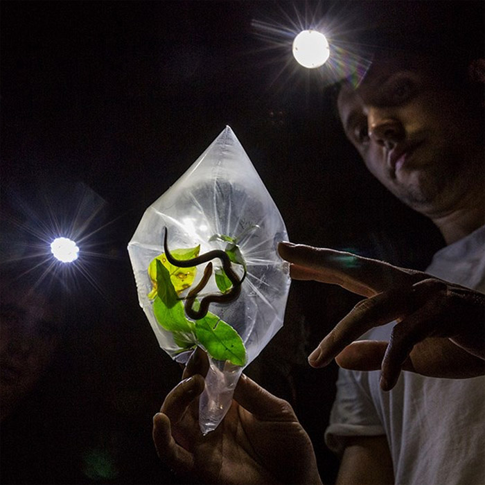 Alejandro Arteaga holding a specimen of the Short-nosed Ground Snake