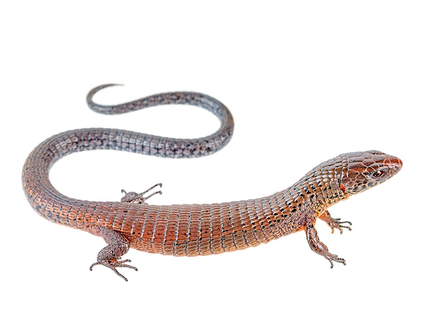 Alopoglossus brevifrontalis