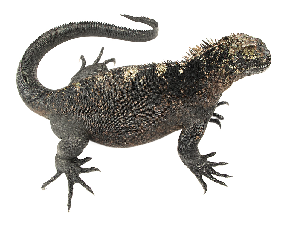 Adult female Amblyrhynchus cristatus
