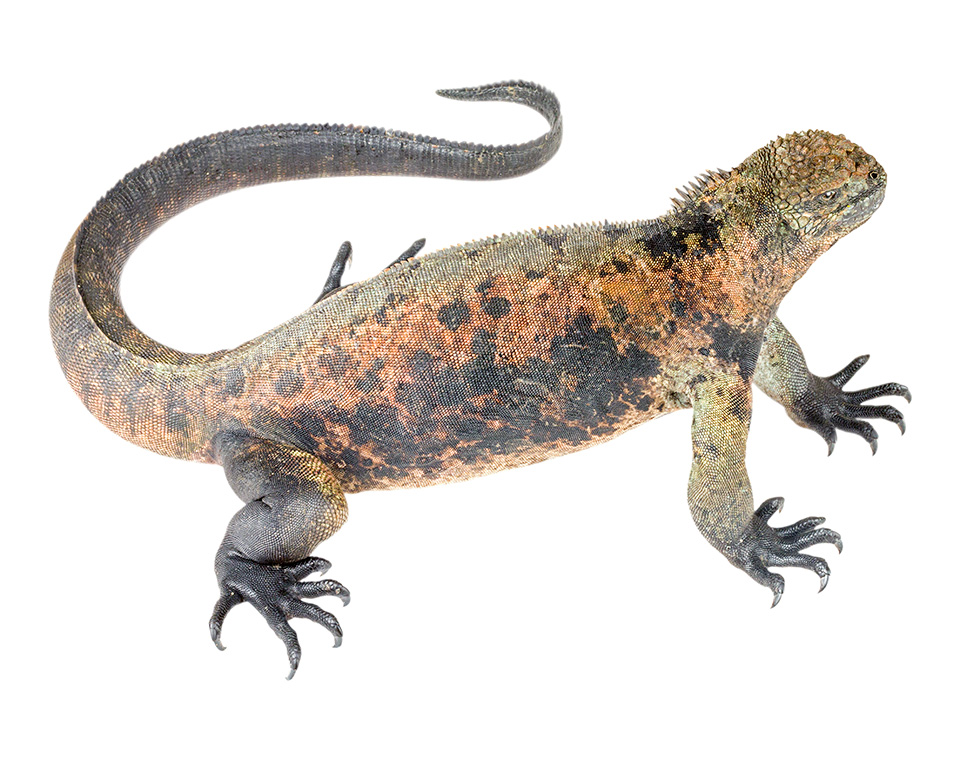 Adult female Amblyrhynchus cristatus