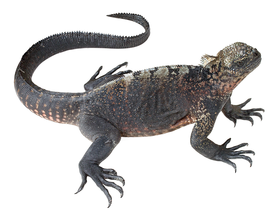 Adult female Amblyrhynchus cristatus
