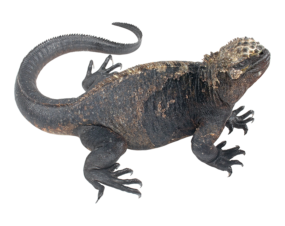 Adult female Amblyrhynchus cristatus
