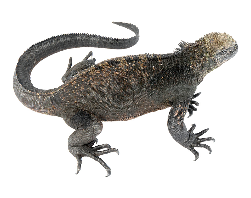 Adult female Amblyrhynchus cristatus