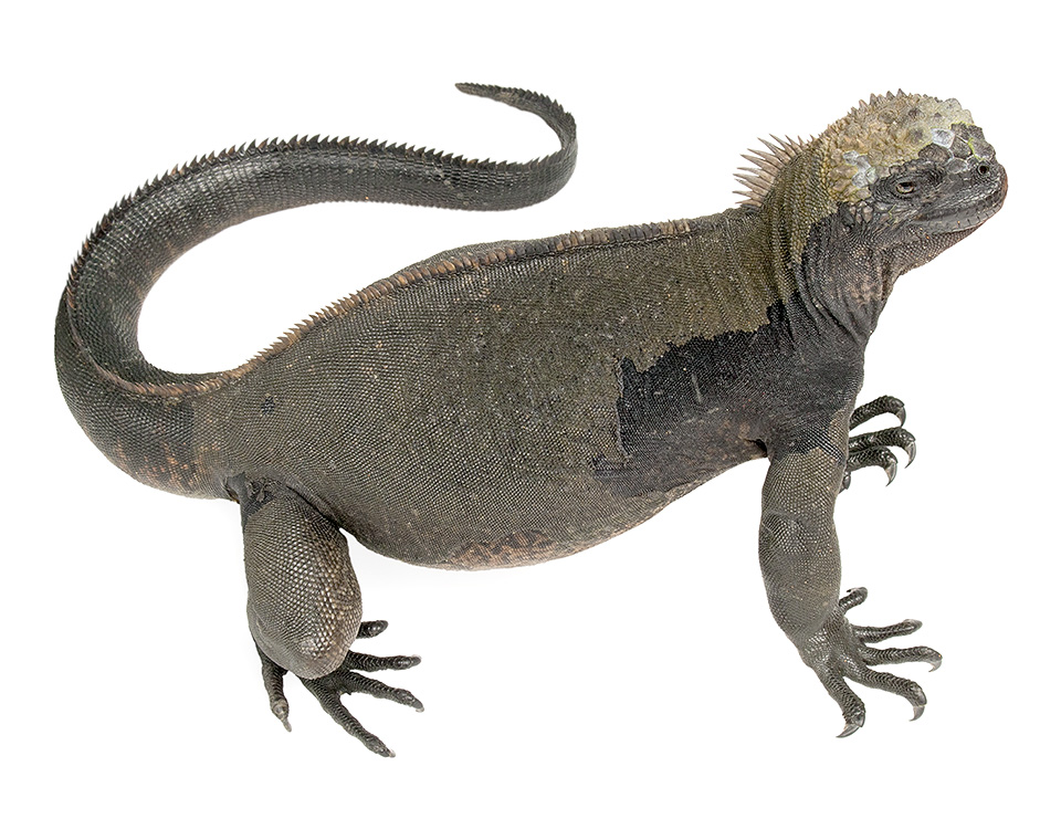 Adult female Amblyrhynchus cristatus