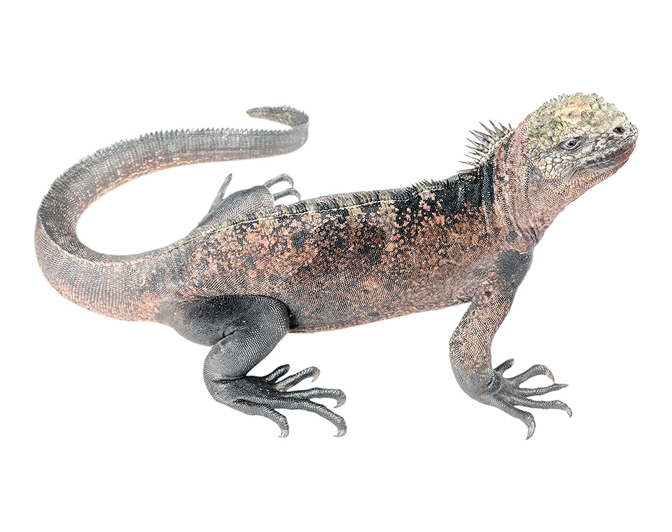 Adult female Amblyrhynchus cristatus