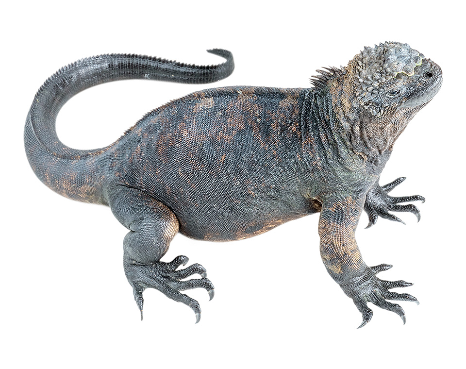 Adult female Amblyrhynchus cristatus