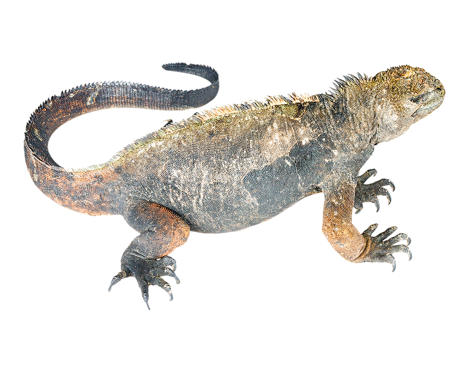 Adult female Amblyrhynchus cristatus