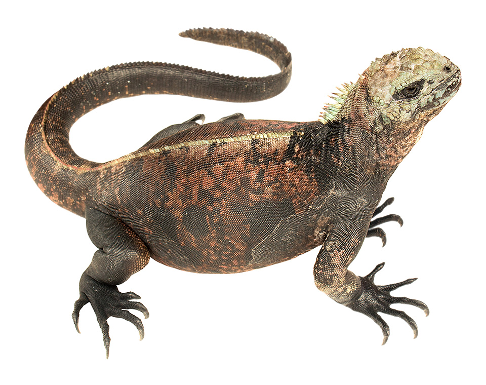 Adult female Amblyrhynchus cristatus