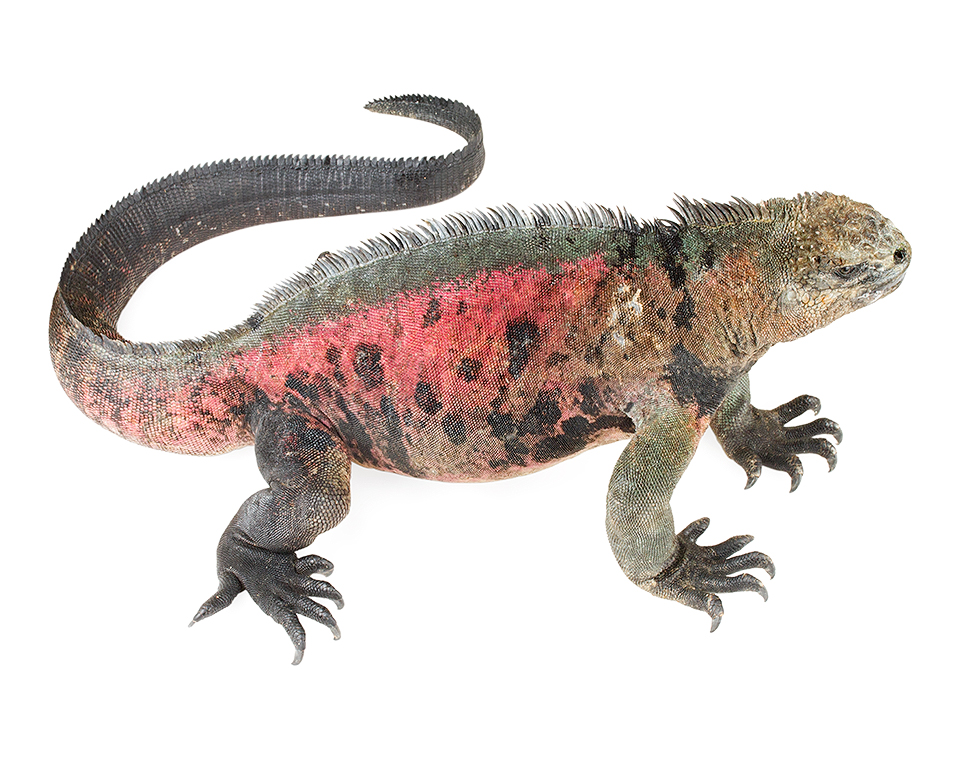Adult male Amblyrhynchus cristatus