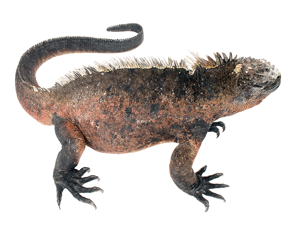 Adult male Amblyrhynchus cristatus