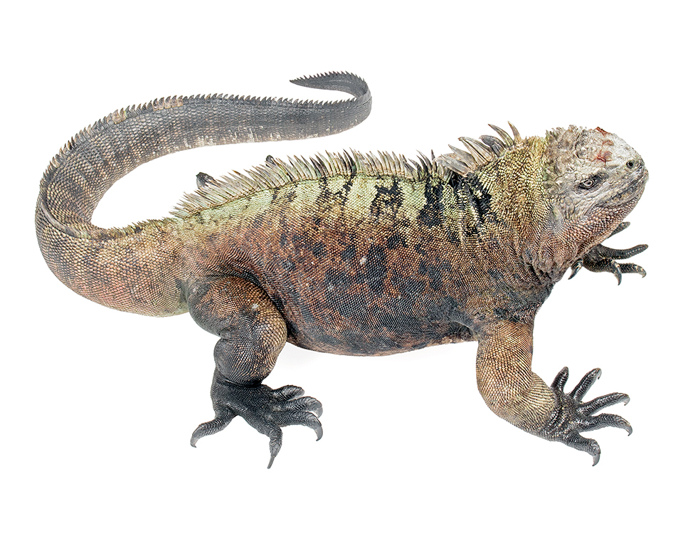 Adult male Amblyrhynchus cristatus
