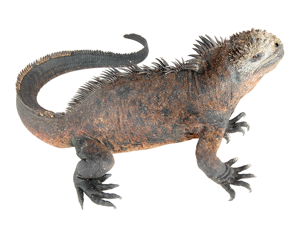 Adult male Amblyrhynchus cristatus