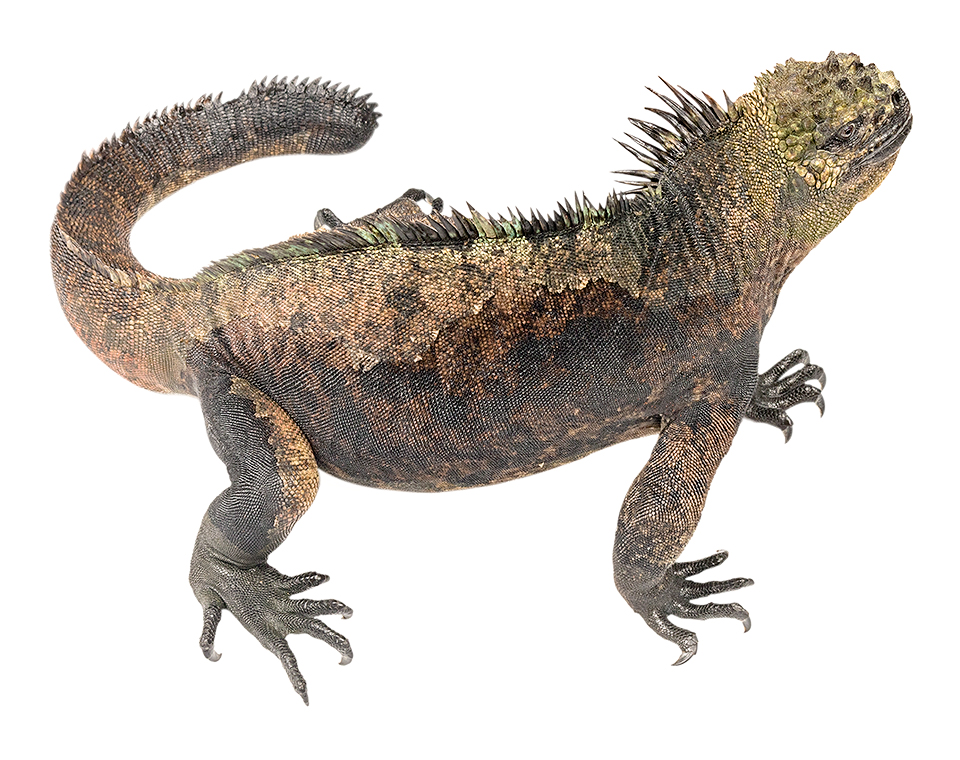 Adult male Amblyrhynchus cristatus
