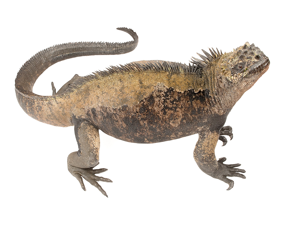 Adult male Amblyrhynchus cristatus