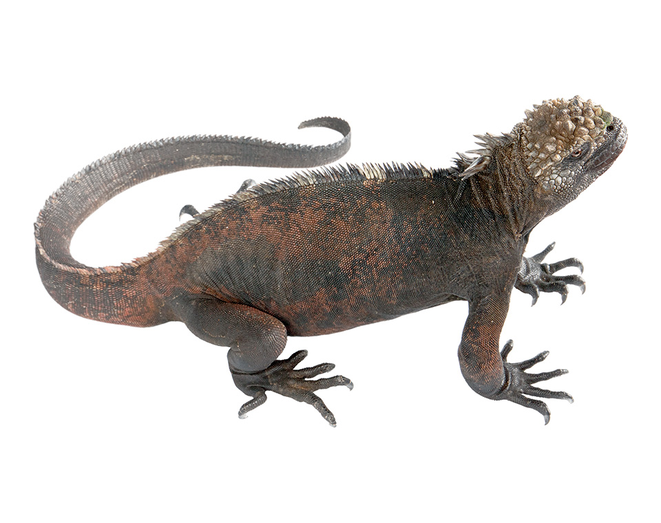 Adult male Amblyrhynchus cristatus