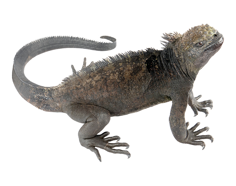 Adult male Amblyrhynchus cristatus