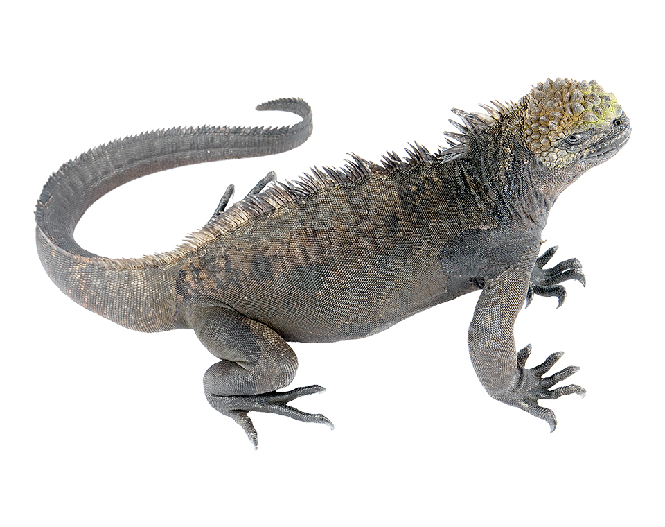 Adult male Amblyrhynchus cristatus