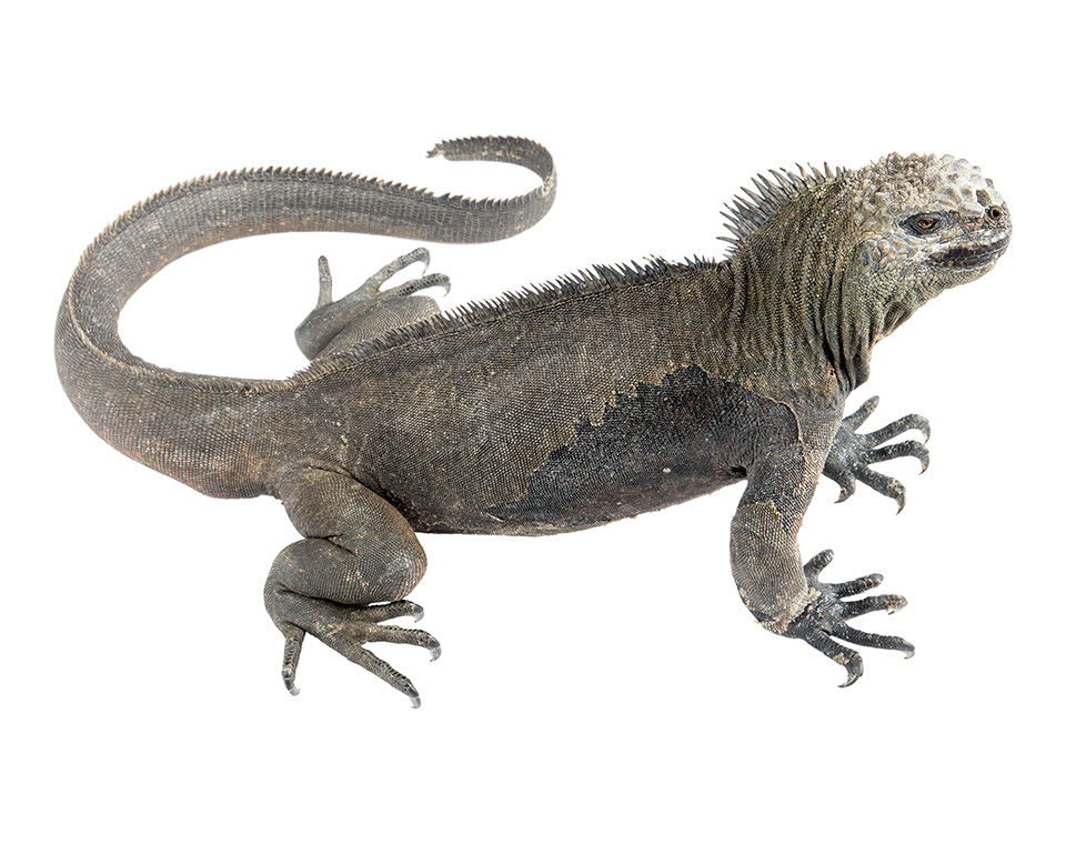 Adult male Amblyrhynchus cristatus