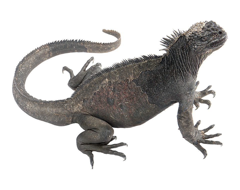 Adult male Amblyrhynchus cristatus