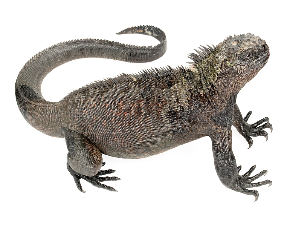 Adult male Amblyrhynchus cristatus