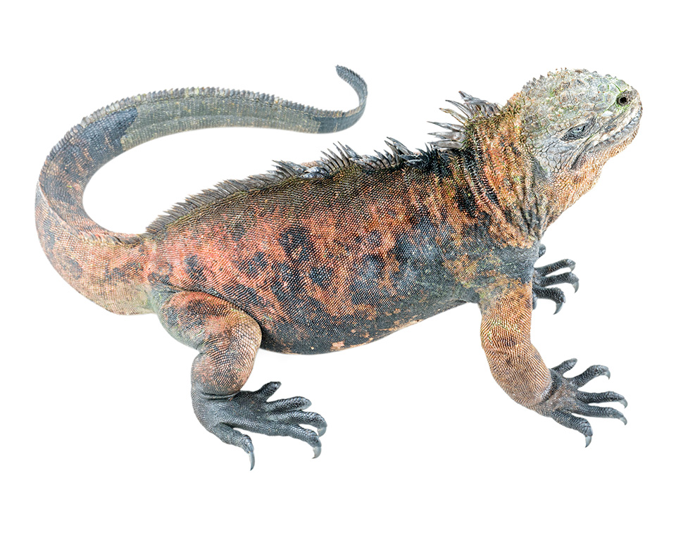 Adult male Amblyrhynchus cristatus