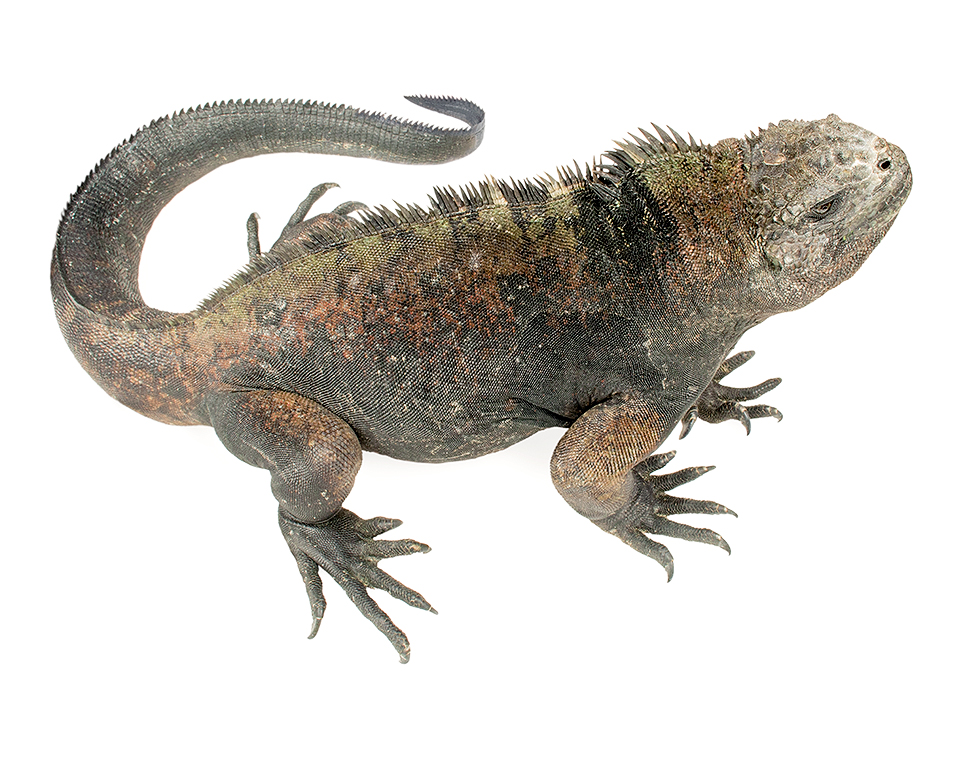 Adult male Amblyrhynchus cristatus