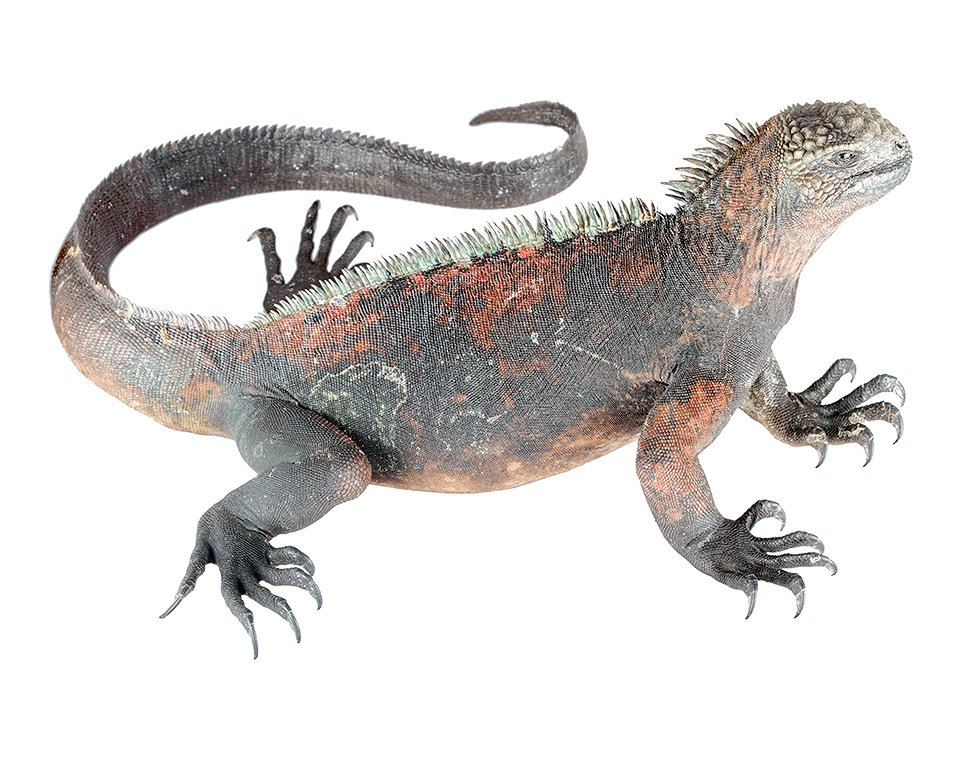 Adult male Amblyrhynchus cristatus