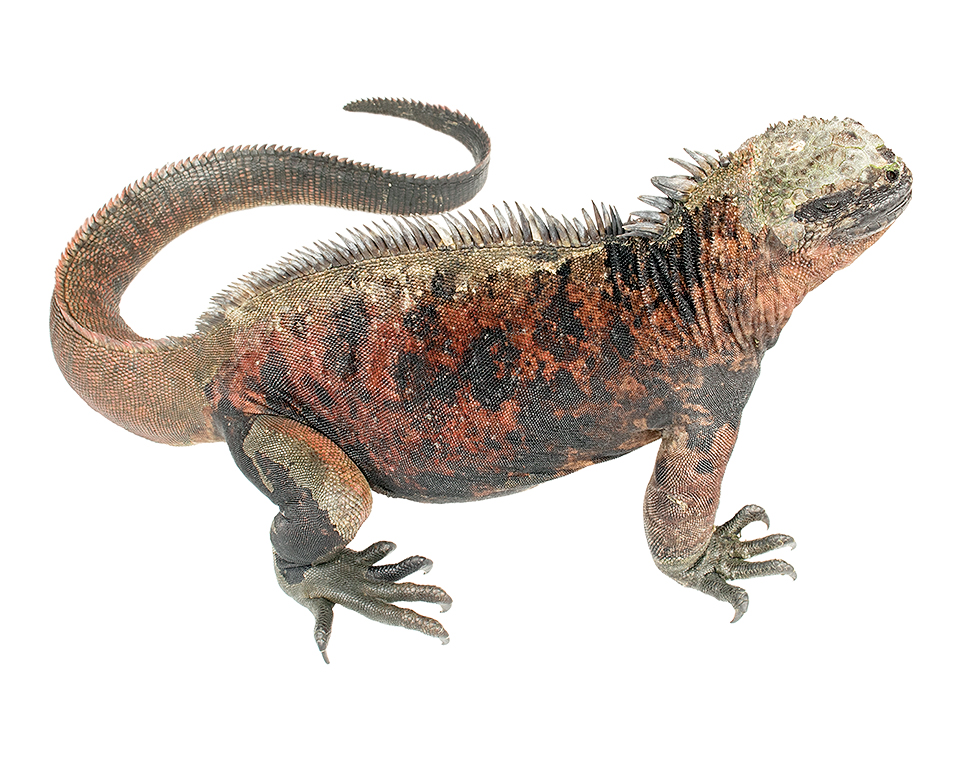 Adult male Amblyrhynchus cristatus