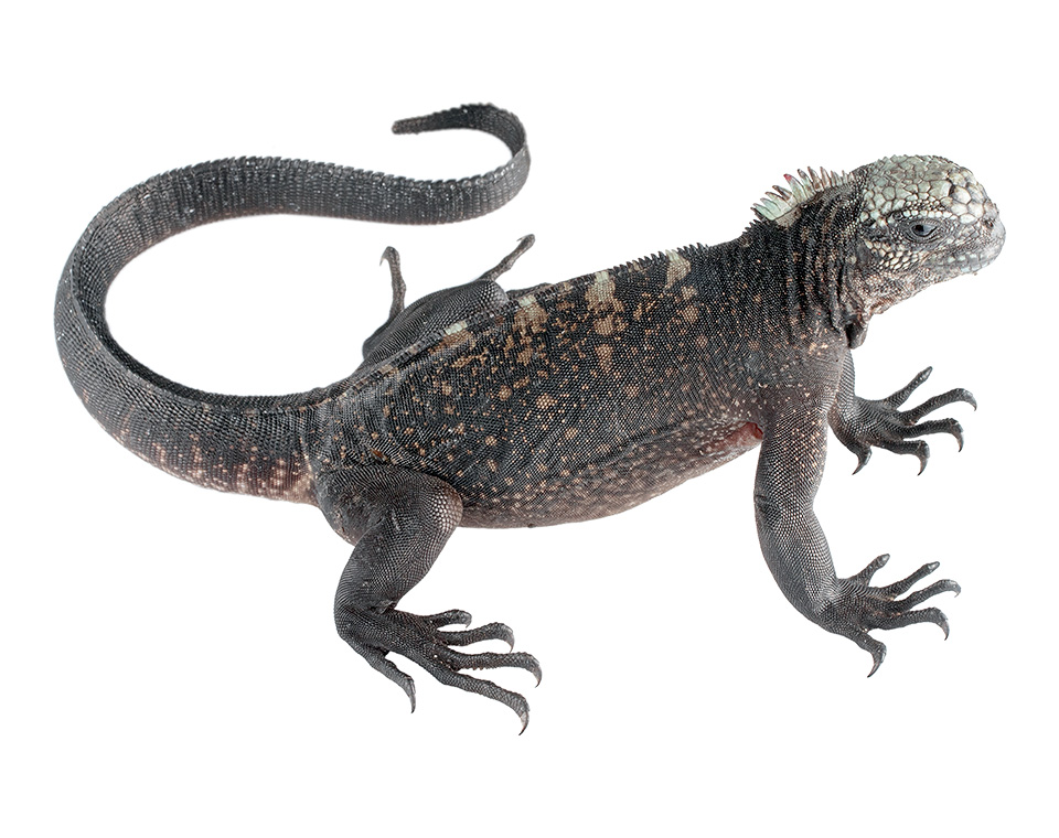 Juvenile Amblyrhynchus cristatus