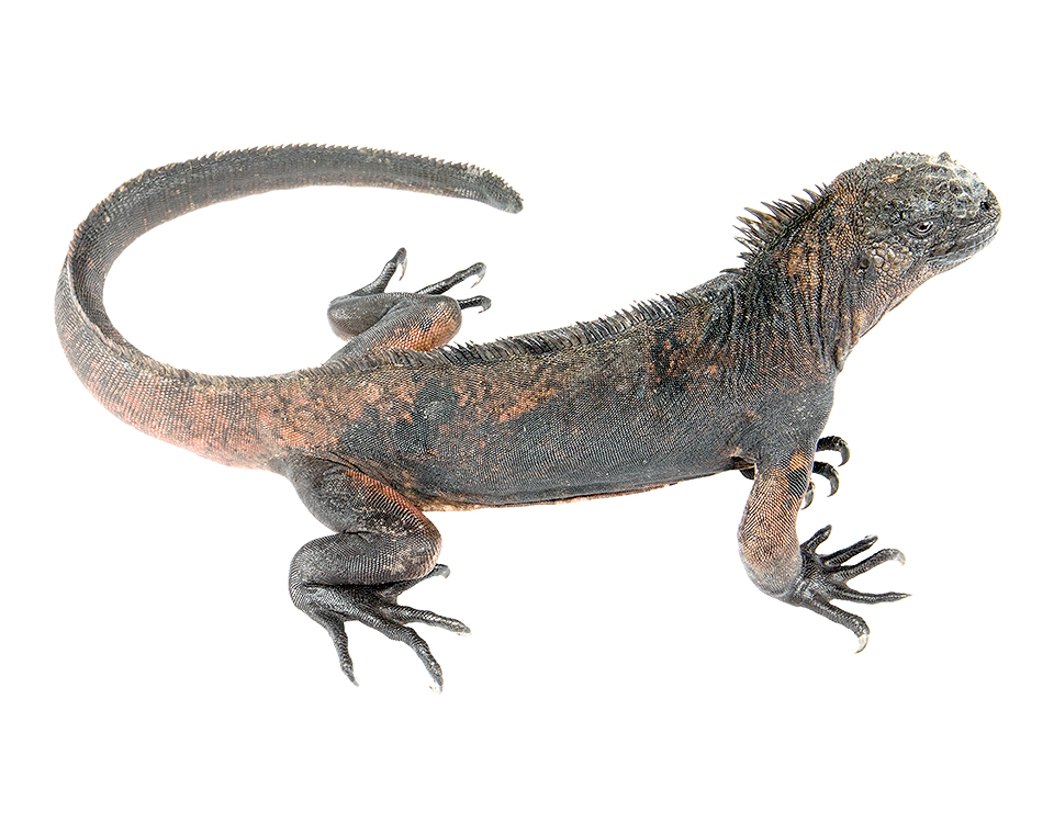 Juvenile Amblyrhynchus cristatus