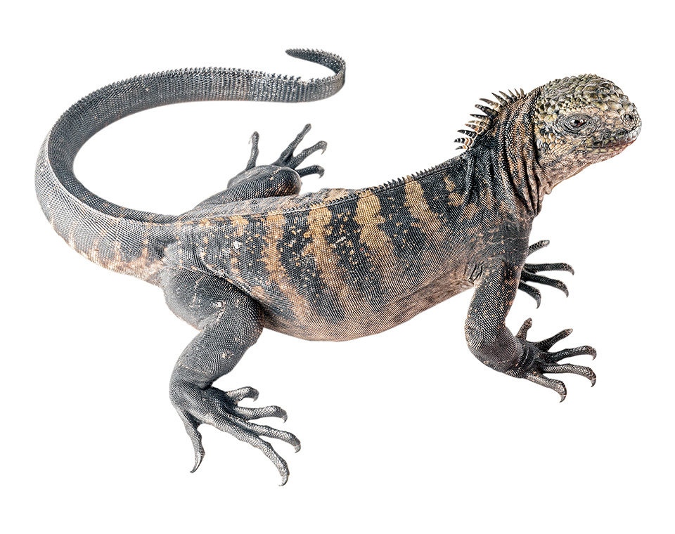 Juvenile Amblyrhynchus cristatus