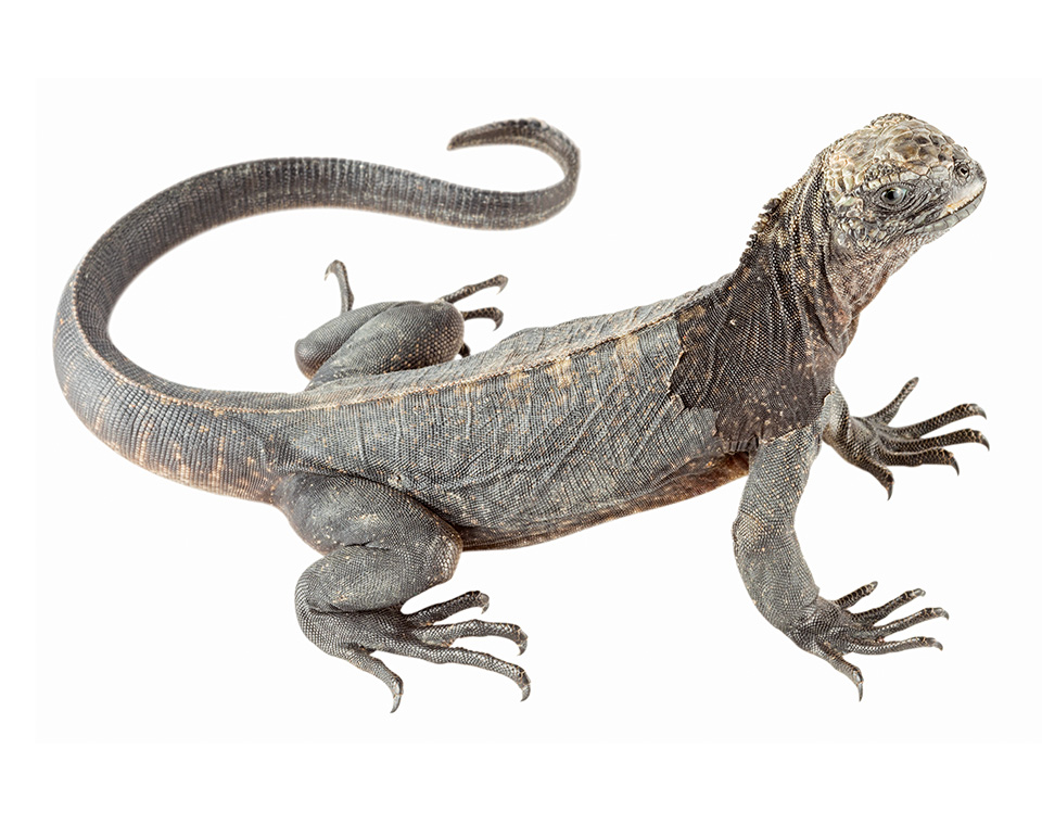 Juvenile Amblyrhynchus cristatus