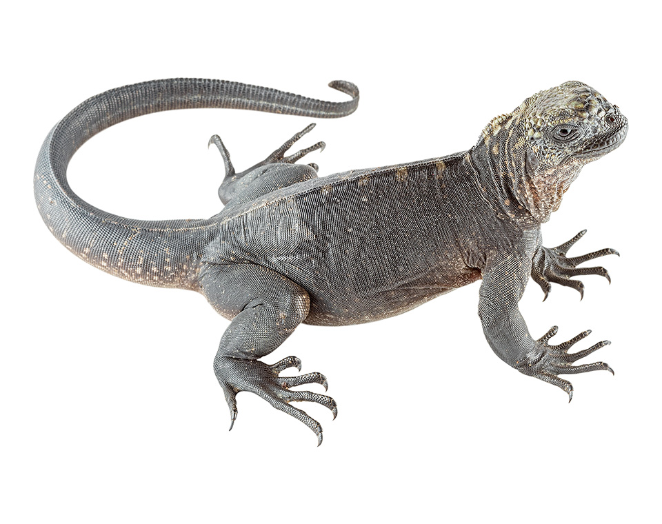 Juvenile Amblyrhynchus cristatus