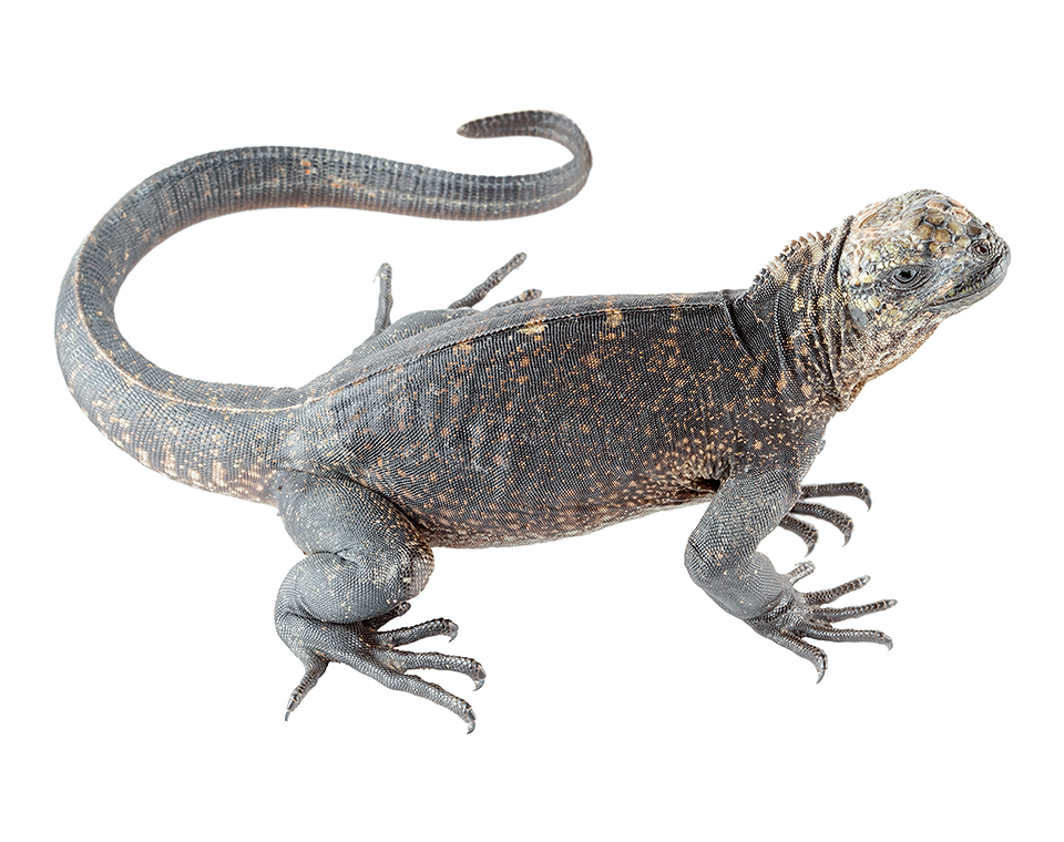 Juvenile Amblyrhynchus cristatus