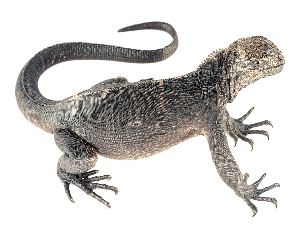 Juvenile Amblyrhynchus cristatus