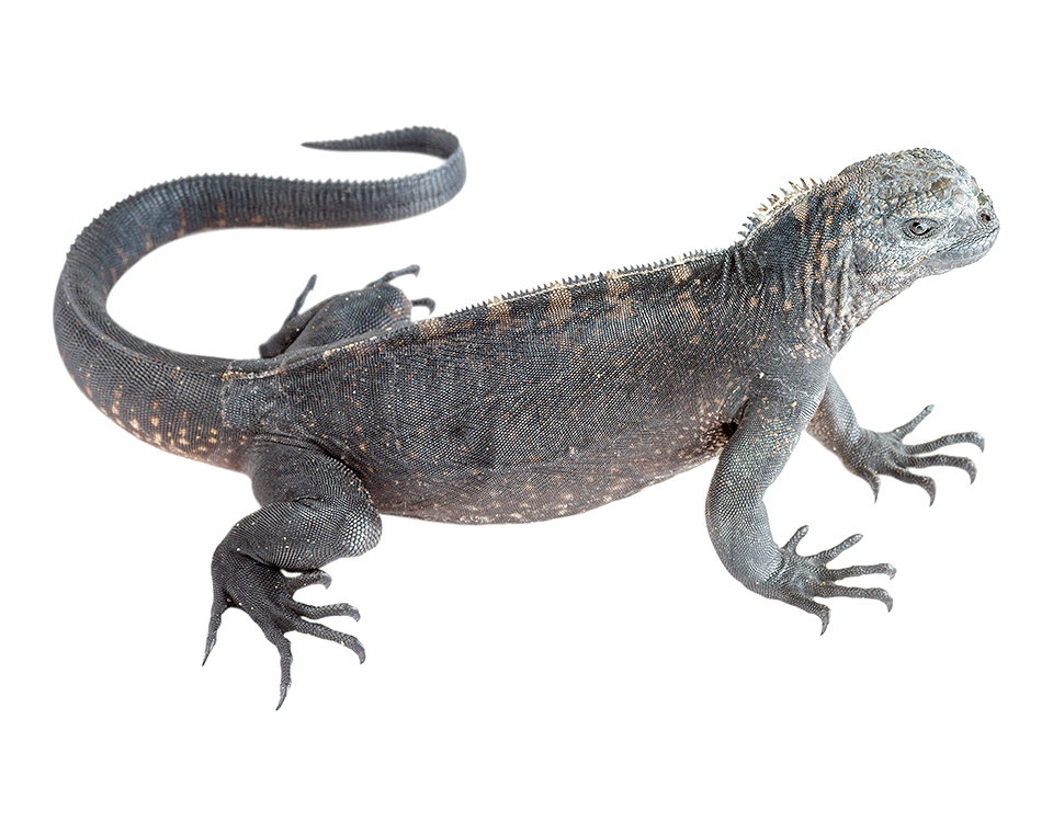 Juvenile Amblyrhynchus cristatus