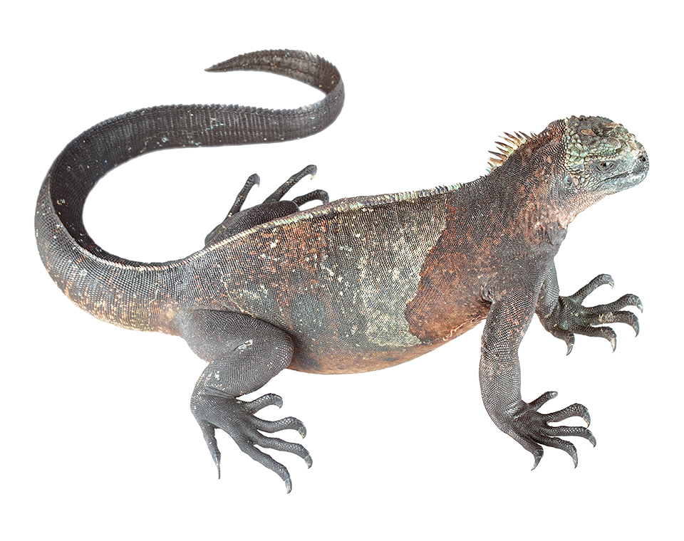 Juvenile Amblyrhynchus cristatus