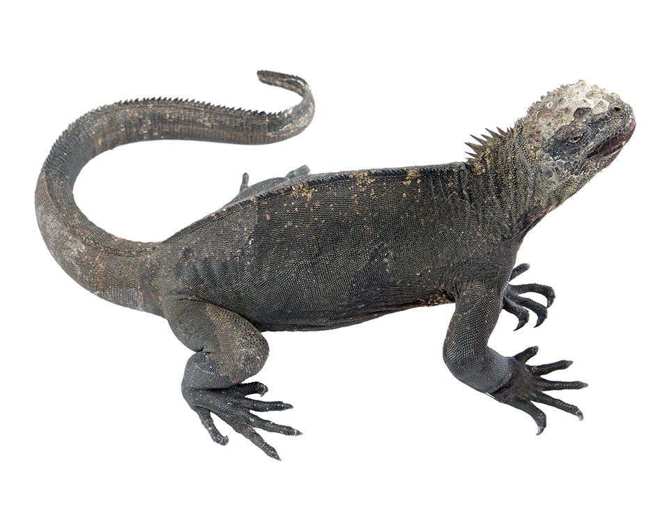 Subadult female Amblyrhynchus cristatus