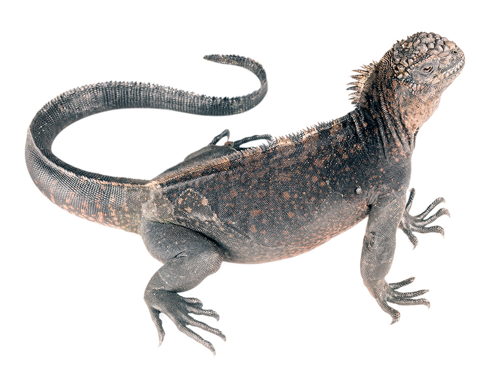 Subadult female Amblyrhynchus cristatus