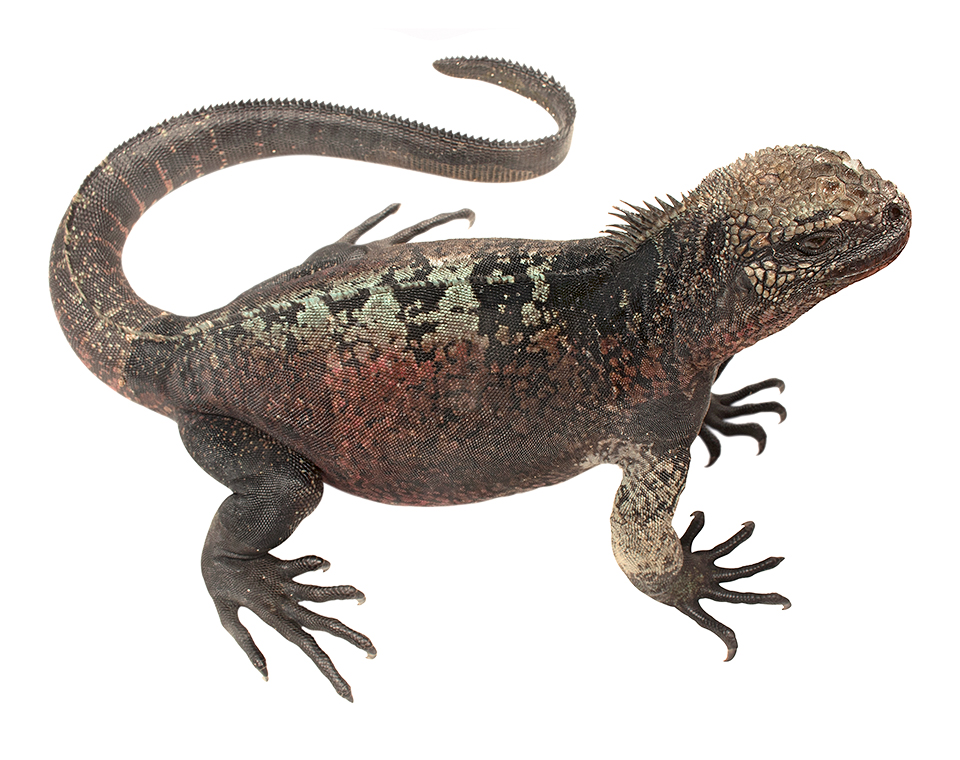Subadult male Amblyrhynchus cristatus