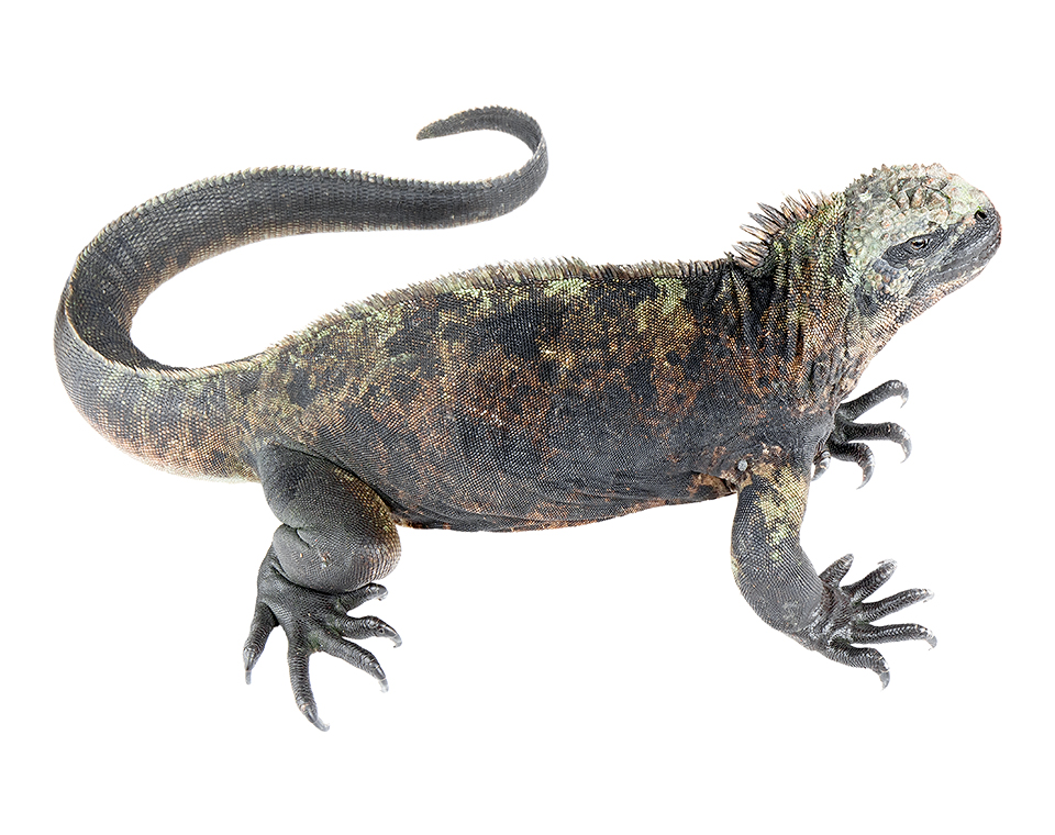 Subadult male Amblyrhynchus cristatus