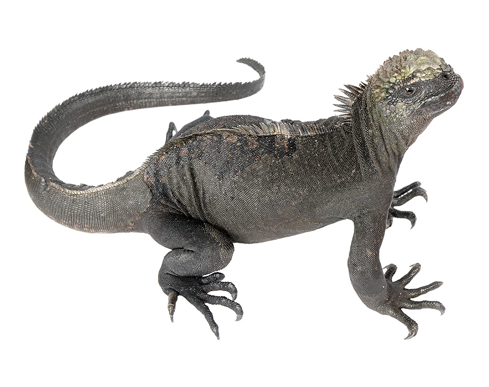 Subadult male Amblyrhynchus cristatus